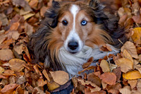 Furry Friends